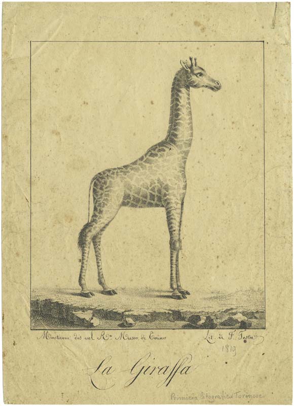 La giraffa