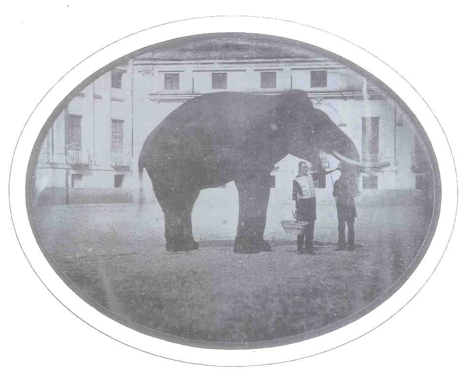 Elefante