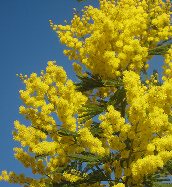 giornata internzazionale della donna